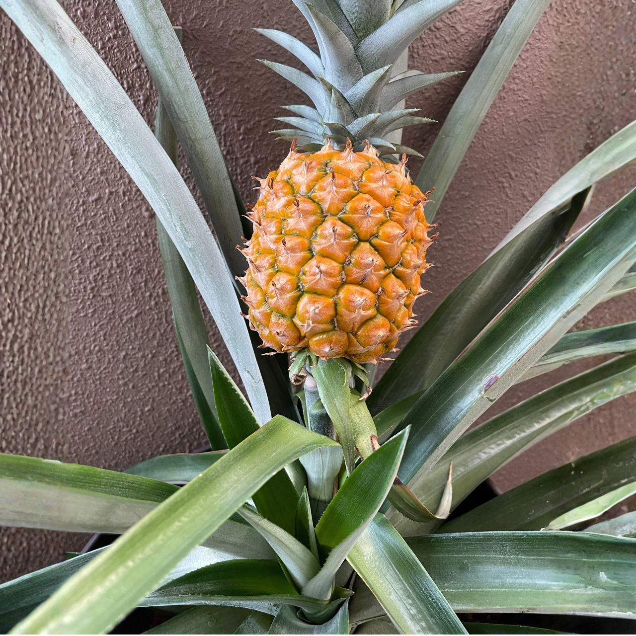 ハニーグローパイナップル3Lサイズ1玉(贈答品包装可)