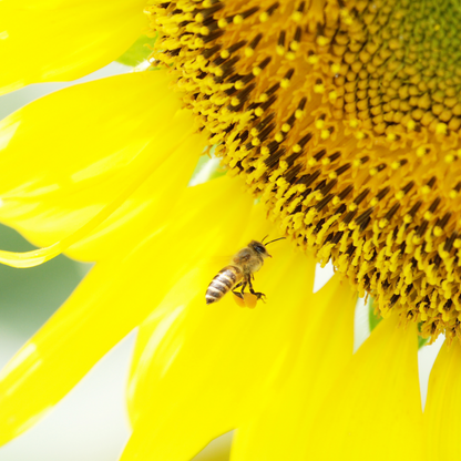 非加熱国産純粋はちみつ