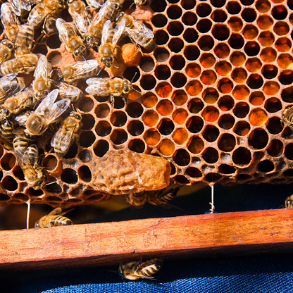 非加熱国産純粋はちみつ