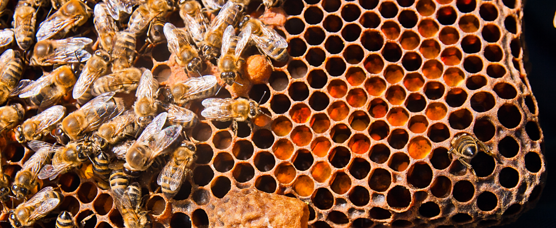 非加熱国産純粋はちみつ