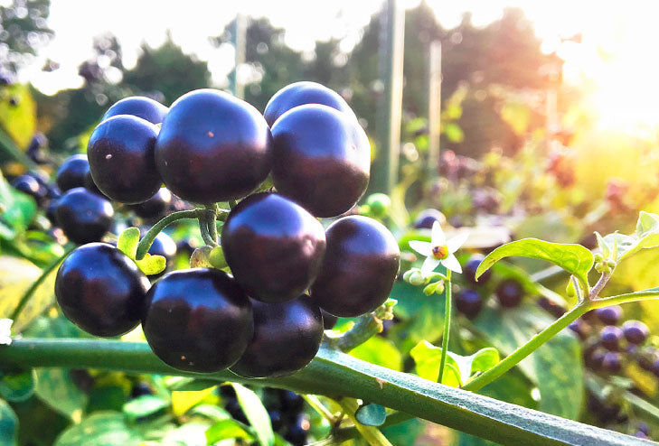 無添加コンフィチュール (ジャム) 『ガーデンハックルベリー』(110ｇ)