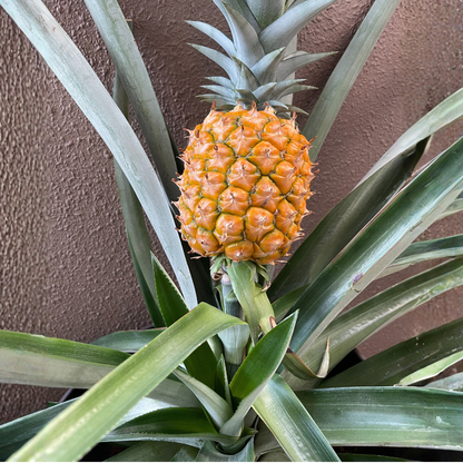 ハニーグローパイナップル3Lサイズ1玉（贈答品包装可）