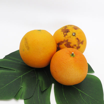 ぶすオレンジ　2kg＋α（15個前後）