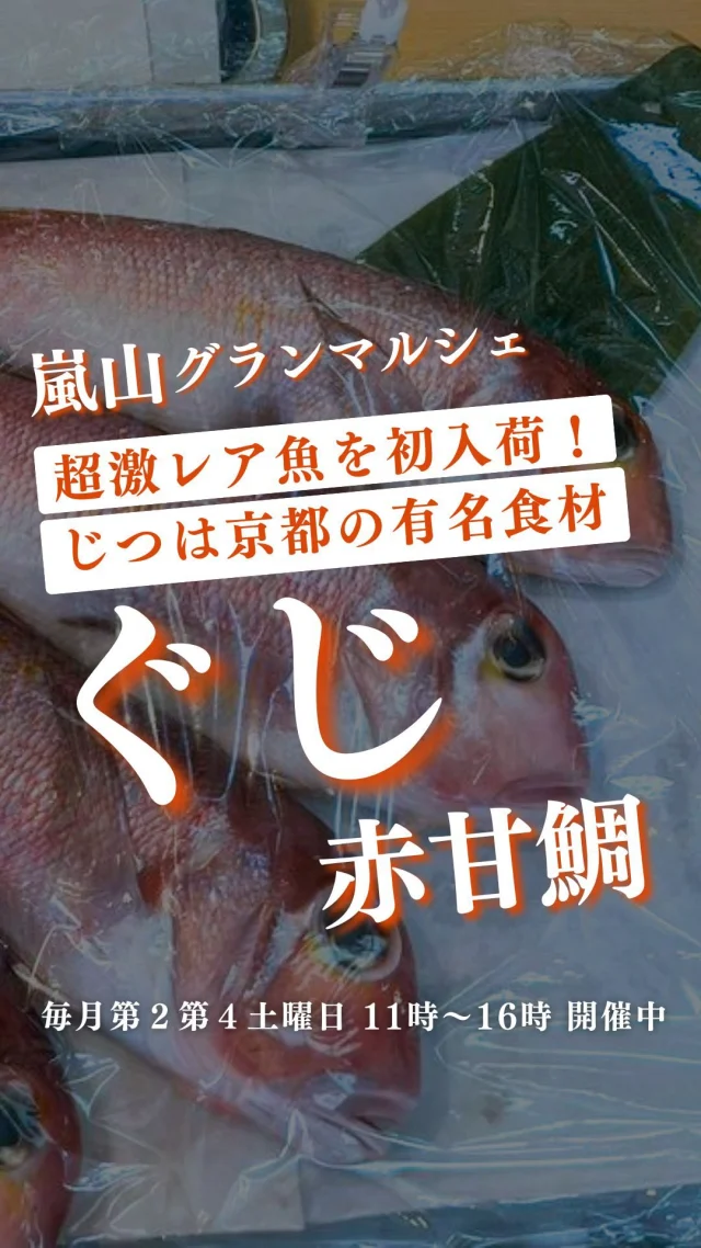 先月のマルシェで
ハモと並んで京都名物の超希少“ぐじ”（赤甘鯛）が
ついにグランマルシェに初登場しました

本来は舞鶴水揚げが有名ですが今回は島根県産。
「ぐじ」は通常、料亭にいってしまうので市場にほとんど出回らない、超・希少魚なんです

赤く輝く身は、ふっくら甘くてとろける～
刺身、酒蒸し、そして鱗ごと焼く若狭焼きは絶品！

そんなぐじがまた入荷するチャンスがあるかも！？
（※仕入れられるかは市場の状況によります）

マルシェ前に投稿される「仕入れ速報」をお見逃しなく！！
次回マルシェは5月24日土曜日11：00～16：00
どんな商品があるのかお楽しみに！

🍊🍊🍊
そして第4土曜日のマルシェでは
Instagram限定！特別企画を実施しています。
砂糖不使用の自家製ドライフルーツをレジにてプレゼント🍊

◾︎◾︎参加方法◾︎◾︎
DMに「ドライフルーツ」と送って
第４土曜日！にご来店いただくだけ✨
レジでアカウント名をお伝えください！
自家製ドライフルーツをお渡しします。

もしかすると、嬉しくなっちゃったスタッフから
さらにオマケを貰えるかも…🤭

ご来店お待ちしております！
ーーーーーーーーーーーーーーーーーー

🍊嵐山グランマルシェ🍊
@arashiyama.gm
日時…5月24日土曜日
注意⚠️毎月第２第４土曜日の開催
11：00～16：00
雨天決行

場所…京都府西京区嵐山上海道町7-1
嵐山コミュニティハウス内

阪急嵐山線 嵐山駅から徒歩5分
谷ヶ辻町バス停から下車徒歩１分
※駐車スペースはございませんので
近隣駐車場または
公共交通機関をご利用ください🚙

#旬の食材を食べよう #京都おすすめグルメ #無農薬有機野菜 #無添加 #京都マルシェ #京野菜 #嵯峨嵐山 #嵐山コミュニティハウス #嵐山グランマルシェ