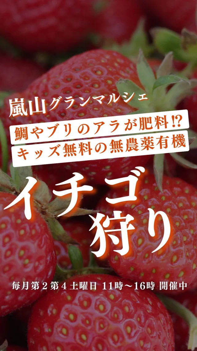 嵐山グランマルシェのお庭で、
今年もたくさんのいちごができました🍓

マルシェで出たタイやぶりのあらを肥料に使い、
無農薬・有機で育てたおいしい苺です☀️
毎年、小学生以下のキッズに無料で
『ローテーションいちご狩り』を楽しんでもらっているんですよ👦👧

前回マルシェでは雨の中、親子で合羽を着て楽しくいちご狩り🍓
梅雨が明ければ、次はブルーベリー狩りの季節！🫐

次回14日土曜日のマルシェも楽しみにしていてくださいね♪

ーーーーーーーーーーーーーーーーーーーー
🍊嵐山グランマルシェ🍊
@arashiyama.gm
日時…6月14日土曜日
注意⚠️毎月第２第４土曜日の開催
11：00～16：00
雨天決行

場所…京都府西京区嵐山上海道町7-1
嵐山コミュニティハウス内

阪急嵐山線 嵐山駅から徒歩5分
谷ヶ辻町バス停から下車徒歩１分
※駐車スペースはございませんので
近隣駐車場または
公共交通機関をご利用ください🚙

#旬の食材を食べよう #京都おすすめグルメ #無農薬有機野菜 #無添加 #京都マルシェ #京野菜 #嵯峨嵐山 #嵐山コミュニティハウス #嵐山グランマルシェ #いちご狩り